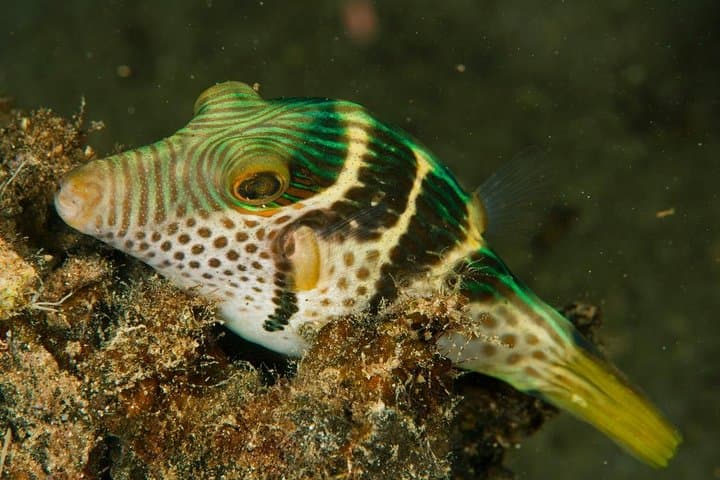 Tawali Resort: 7-Night Milne Bay Diving Expedition photo 2