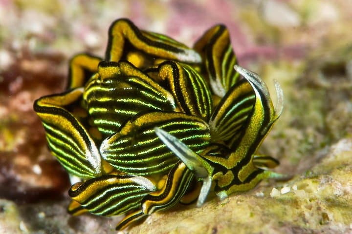 Tawali Resort: 7-Night Milne Bay Diving Expedition photo 4