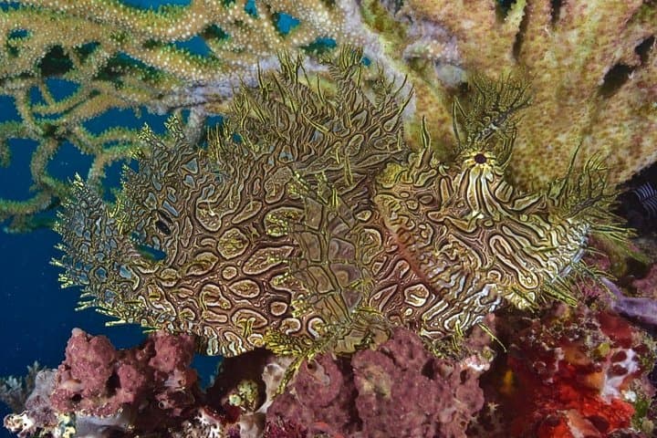 Tawali Resort: 7-Night Milne Bay Diving Expedition photo 6
