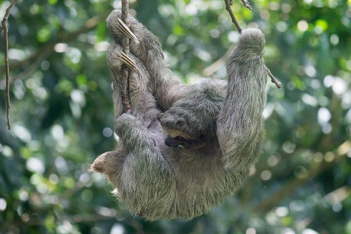 Bijagua Tenorio Hanging Bridges & Private Sloth Encounter — Day Tour