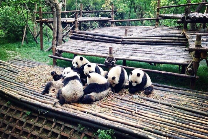Private 2-Day Chengdu Sightseeing: Pandas, Temples & Leshan Giant Buddha