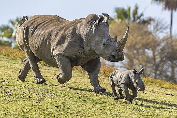 5-Day Mt Kenya, Aberdares & Ol Pejeta Safari: Big Five, Rhinos & Chimpanzees photo 1