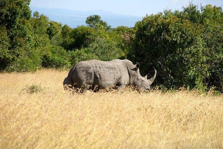 5-Day Mt Kenya, Aberdares & Ol Pejeta Safari: Big Five, Rhinos & Chimpanzees photo 2