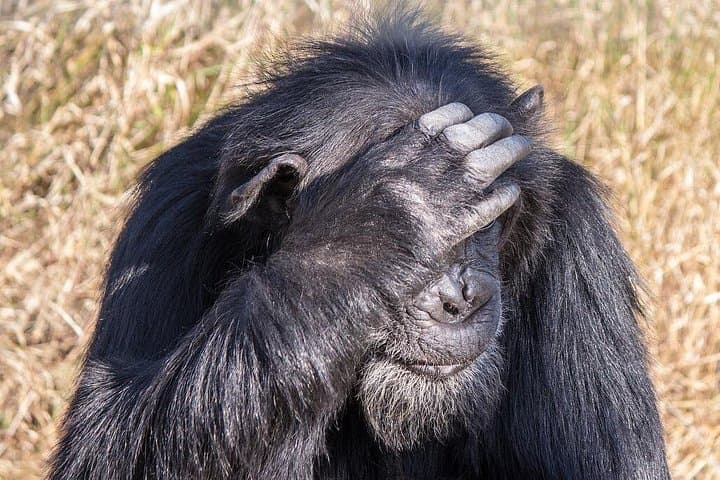 5-Day Mt Kenya, Aberdares & Ol Pejeta Safari: Big Five, Rhinos & Chimpanzees photo 3
