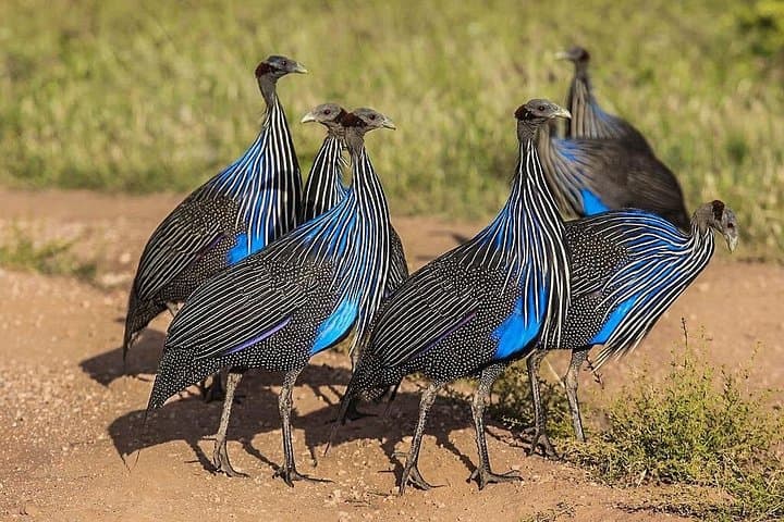 5-Day Mt Kenya, Samburu & Ol Pejeta Safari — Big Five and Samburu Special Five photo 2