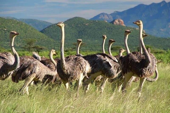5-Day Mt Kenya, Samburu & Ol Pejeta Safari — Big Five and Samburu Special Five photo 4