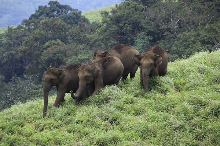 Best of Kerala 8-Day Tour: Kochi, Munnar, Thekkady & Backwaters photo 1