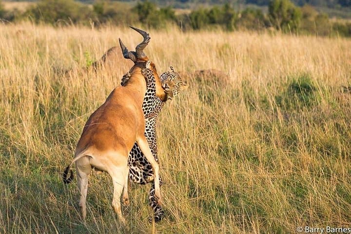 Ultimate 9-Day Safari Through Samburu, Nakuru, Masai Mara & Amboseli photo 2