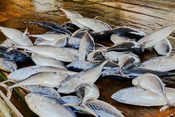 Sea, Sand & Marine Life: 2-Day Southern Coast Escape from Colombo photo 3