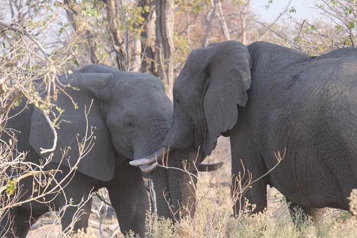 8-Day Elephant Tracking Safari in Botswana’s Okavango & Chobe