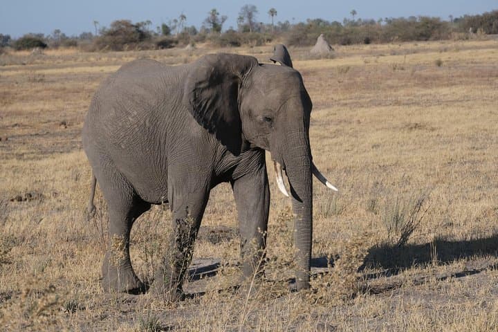 8-Day Elephant Tracking Safari in Botswana’s Okavango & Chobe photo 2