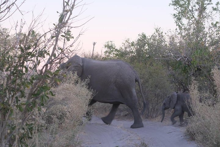 8-Day Elephant Tracking Safari in Botswana’s Okavango & Chobe photo 3