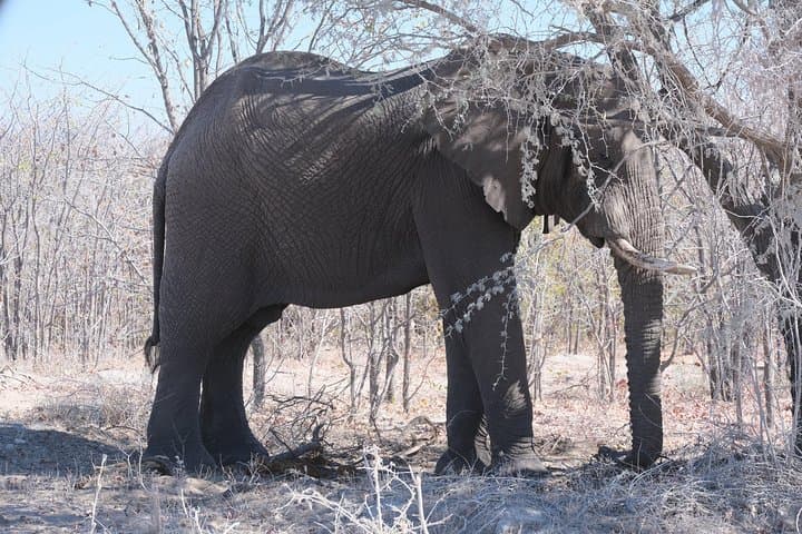 8-Day Elephant Tracking Safari in Botswana’s Okavango & Chobe photo 4