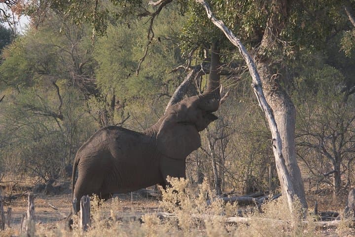 8-Day Elephant Tracking Safari in Botswana’s Okavango & Chobe photo 5