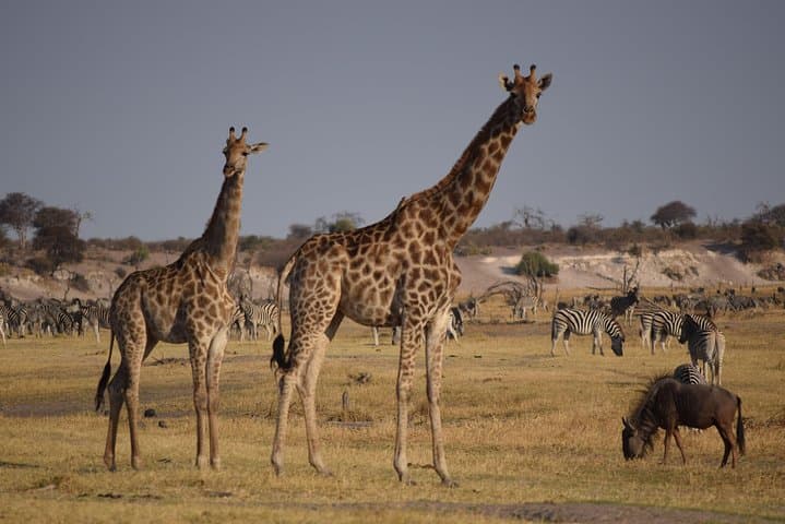 Makgadikgadi Pans & Central Kalahari 8-Day Safari — Zebra Migration, Nxai Pan & Deception Valley
