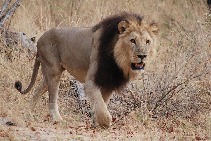 Makgadikgadi Pans & Central Kalahari 8-Day Safari — Zebra Migration, Nxai Pan & Deception Valley photo 2