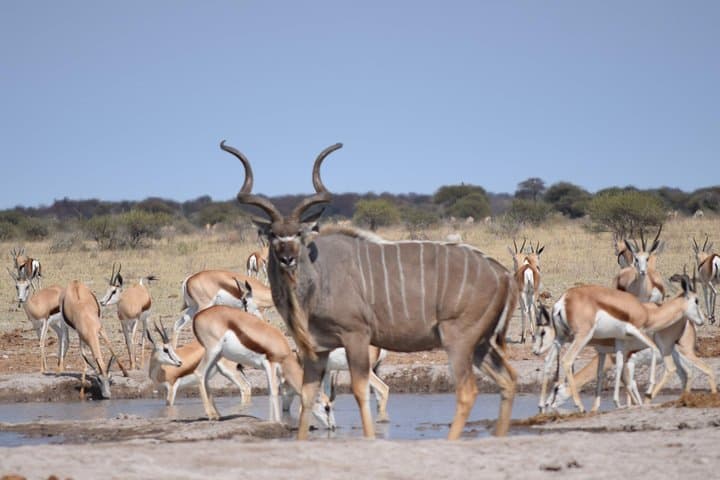 Makgadikgadi Pans & Central Kalahari 8-Day Safari — Zebra Migration, Nxai Pan & Deception Valley photo 3