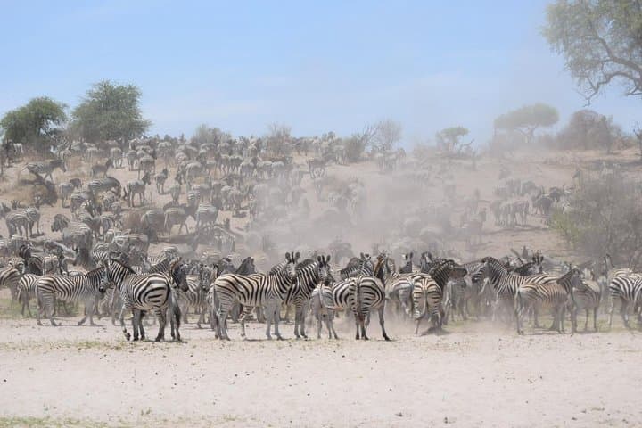 Makgadikgadi Pans & Central Kalahari 8-Day Safari — Zebra Migration, Nxai Pan & Deception Valley photo 4