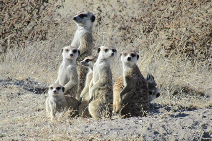 Makgadikgadi Pans & Central Kalahari 8-Day Safari — Zebra Migration, Nxai Pan & Deception Valley photo 5
