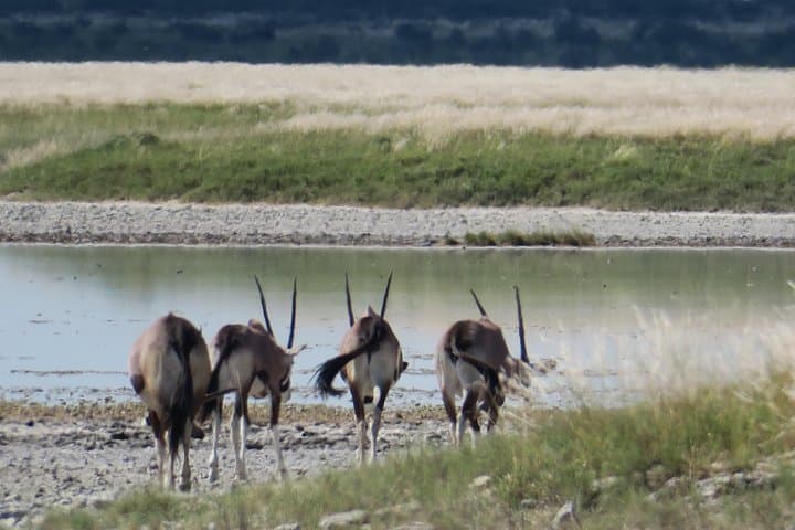 Makgadikgadi Pans & Central Kalahari 8-Day Safari — Zebra Migration, Nxai Pan & Deception Valley photo 6