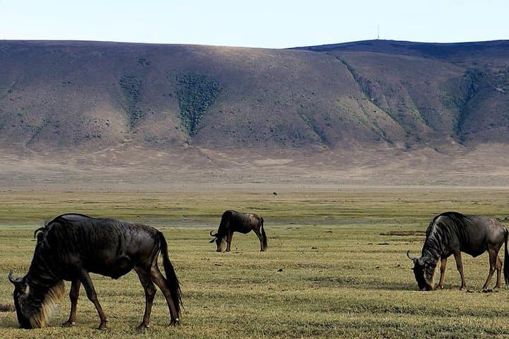 6-Day Northern Tanzania Safari: Tarangire, Serengeti & Ngorongoro Camping Safari photo 3