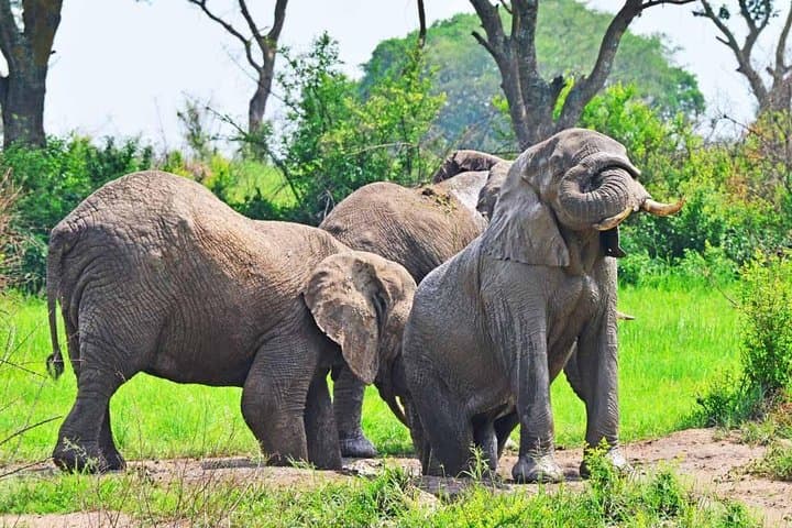20-Day Uganda, Kenya & Tanzania Wildlife Safari — Masai Mara to Bwindi