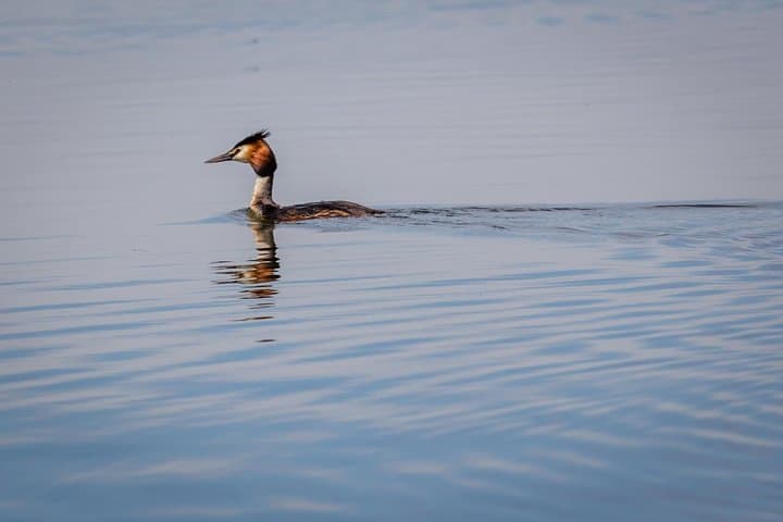 Black Sea & Danube Delta in 48 Hours: Culture, Birdlife and Boat Routes from Bucharest photo 4