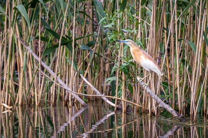 Black Sea & Danube Delta in 48 Hours: Culture, Birdlife and Boat Routes from Bucharest photo 6