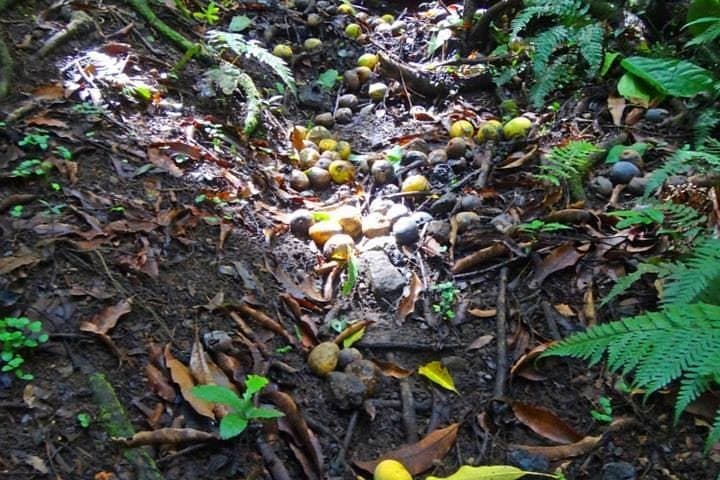 St Kitts Rainforest Tour: 2-Hour Eco Walk with Monkeys, Birds & Medicinal Plants photo 3