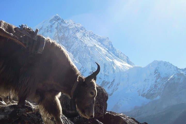 Everest Base Camp Trek: 16-Day Lukla to Kalapatthar Adventure