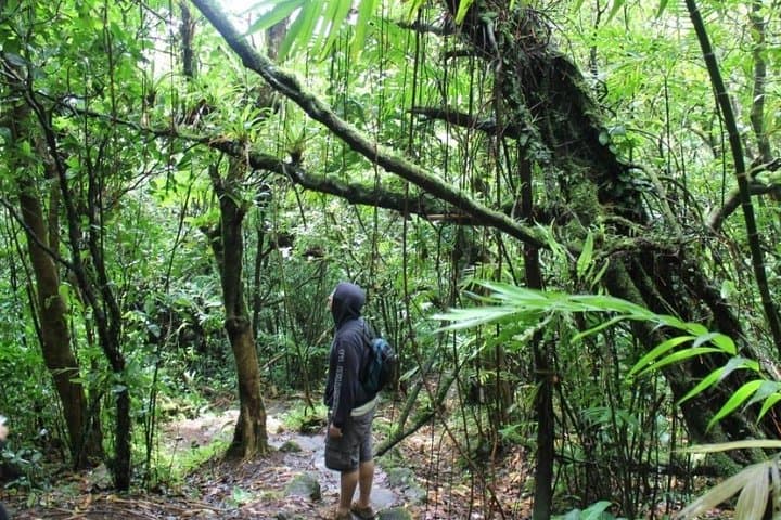 Mombacho Volcano Cloud Forest Hike — Granada Crater Trail & Coffee Farm Visit photo 4