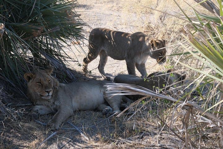 6-Day Walking Safari in Botswana: Khwai & Mababe Concession Adventure
