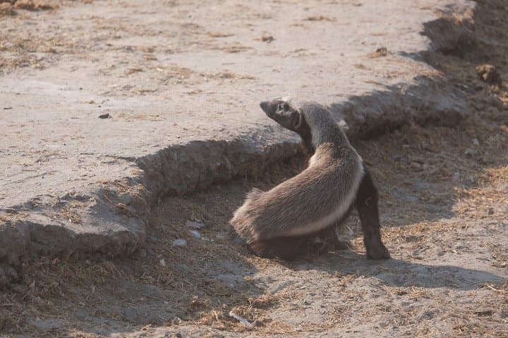 6-Day Walking Safari in Botswana: Khwai & Mababe Concession Adventure photo 2