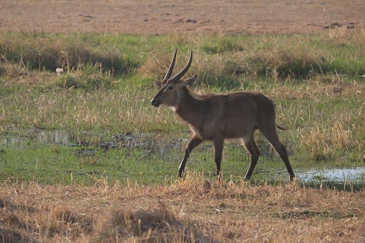6-Day Walking Safari in Botswana: Khwai & Mababe Concession Adventure photo 3