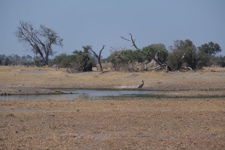 6-Day Walking Safari in Botswana: Khwai & Mababe Concession Adventure photo 4