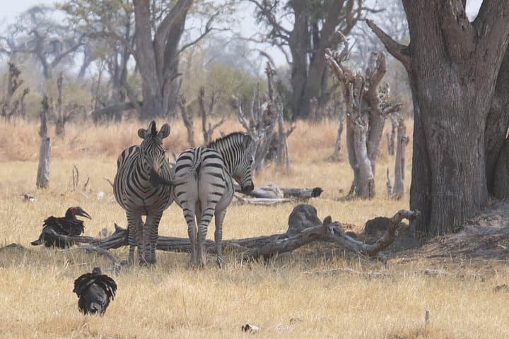 6-Day Walking Safari in Botswana: Khwai & Mababe Concession Adventure photo 5