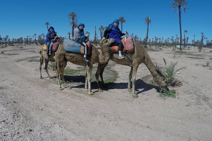 Camel Trails of the Palmeraie: 1-Hour Ride Through Marrakech’s Palm Grove photo 3