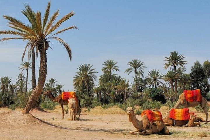 Camel Trails of the Palmeraie: 1-Hour Ride Through Marrakech’s Palm Grove photo 4
