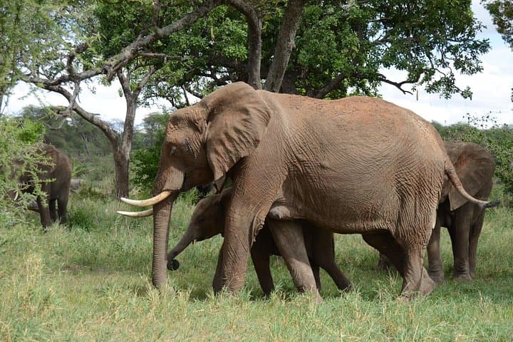 4-Day Tarangire, Serengeti & Ngorongoro Crater Safari from Arusha photo 2