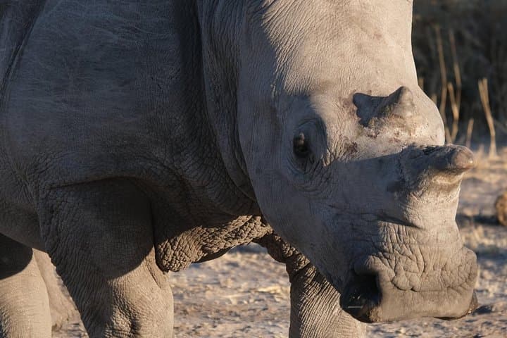 Moremi Day Trip: Full-Day Okavango Delta Safari from Maun