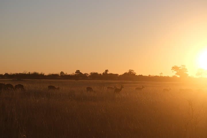 Moremi Day Trip: Full-Day Okavango Delta Safari from Maun photo 2