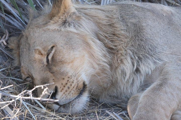Moremi Day Trip: Full-Day Okavango Delta Safari from Maun photo 3