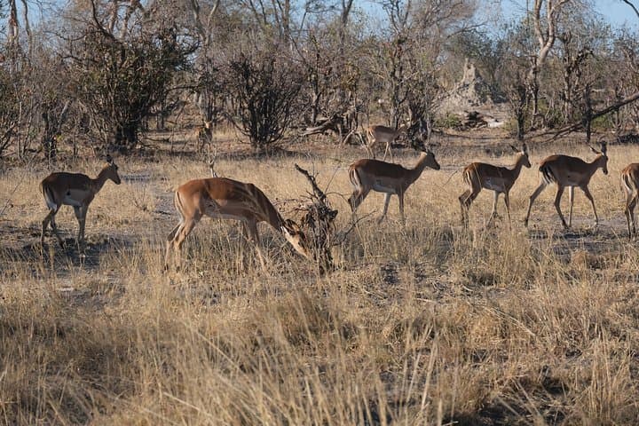 Moremi Day Trip: Full-Day Okavango Delta Safari from Maun photo 4