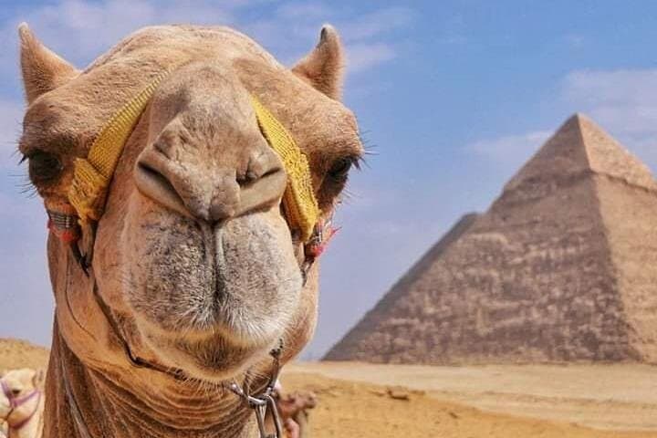 Sunset Camel Ride at the Giza Pyramids: Half-Day Tour from Cairo photo 3