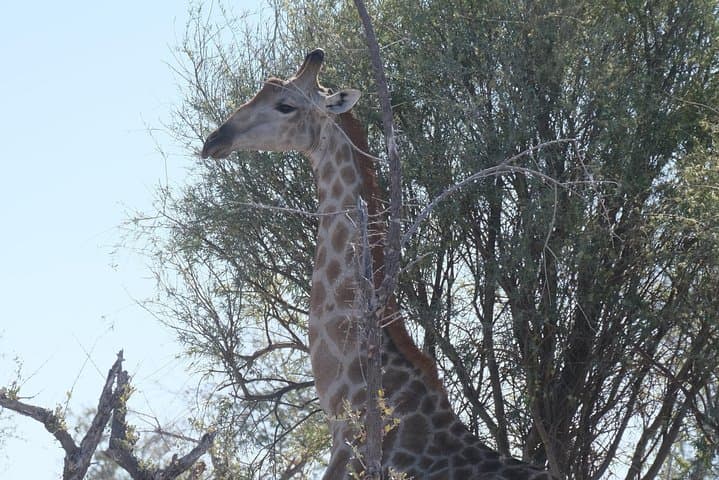 Moremi Day Trip: Full-Day Okavango Delta Safari from Maun photo 5