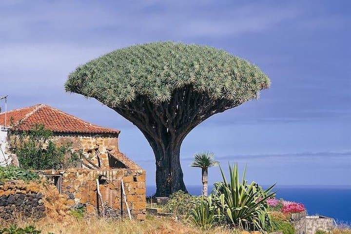 Teide and Masca Guided Day Tour from Puerto de la Cruz — Teide National Park, Masca & Coastal Villages photo 2