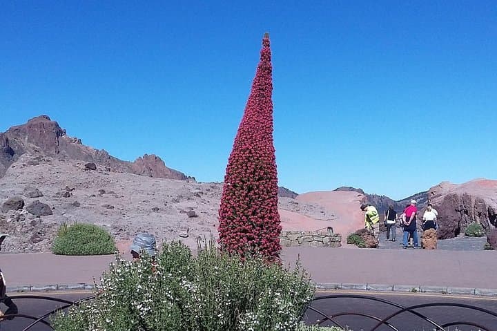 Teide and Masca Guided Day Tour from Puerto de la Cruz — Teide National Park, Masca & Coastal Villages photo 6