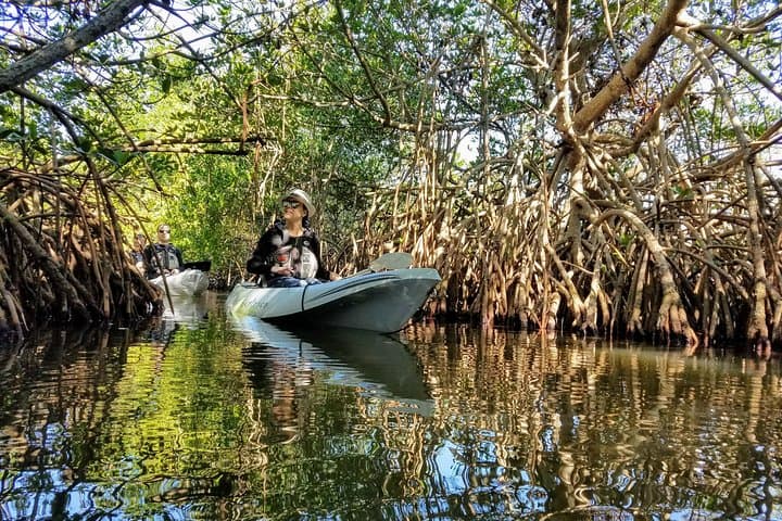 Sunset Kayak Mangrove Tunnels: Search for Dolphins & Manatees in Cocoa Beach photo 5
