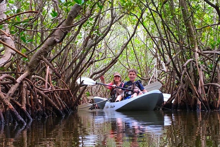 Sunset Kayak Mangrove Tunnels: Search for Dolphins & Manatees in Cocoa Beach photo 3