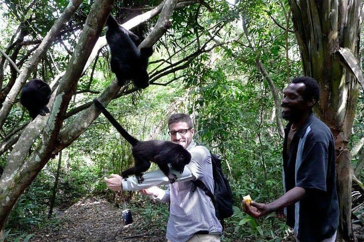 Altun Ha and Black Howler Sanctuary Day Tour from Belize City